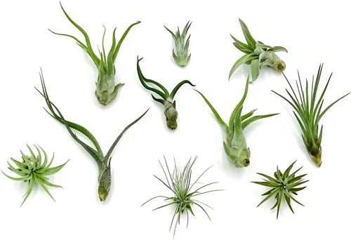 Air Plants - Paquete variado de Tillandsia, regular de 1-3 pulgadas, 10 unidades, llegada en vivo garantizada, plantas de interior para decoración