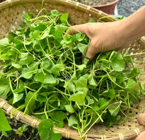 Miniatura 5 de 1200 semillas Centella – Gotu Kola, Rau Má, Centella Asiatica, Pennywort asiático, Pennywort indio, Brahmi, Mandukaparni – Sin OGM, reliquia