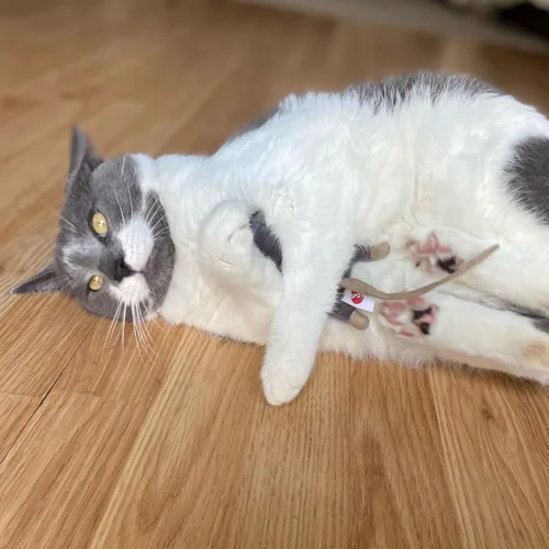 Miniatura 7 de SPOT Ratón Plano Frankie con Hierba Gatera - Juguetes para Gatos, Ratones de Peluche con Hierba Gatera y Sonido de Crujido, Tamaño Perfecto