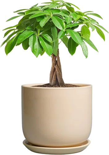 Miniatura 18 de Maceta de Cerámica para Plantas de Interior de 5 Pulgadas - Maceta Redonda para Plantas Suculentas con Agujero de Drenaje y Platillo, Decoración