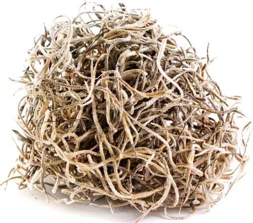 Miniatura 6 de SuperMoss Musgo Español Conservado, Natural