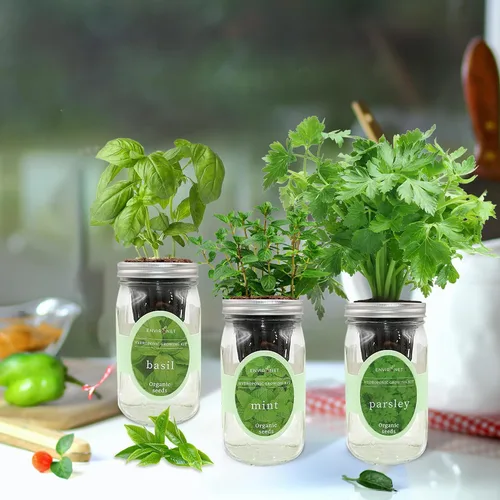 Miniatura 4 de Kit de cultivo de hierbas hidropónicas, kit de inicio de jardín de hierbas con riego automático en tarro de masón para interiores, jardín de hierbas