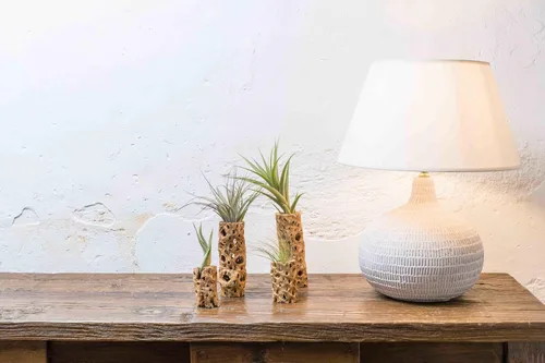 Miniatura 3 de Air Plant Shop Paquete de 12 recipientes de madera Cholla natural de 6 pulgadas con plantas de aire surtidas de Tillandsia, al por mayor y a granel