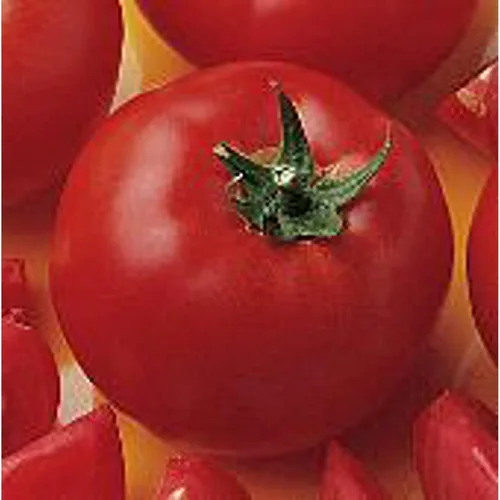 Bush Early Girl II Semillas de tomate (45 semillas) Semillas para plantar, granja, cultivo en jardín, invernadero, verduras, frutas