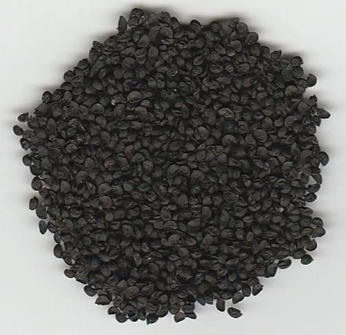Miniatura 3 de Cebolla en racimo de hoja perenne 300 semillas (Allium fistulosum) Heirloom - Sin OMG - Polinizado abierto - Semilla sin tratar