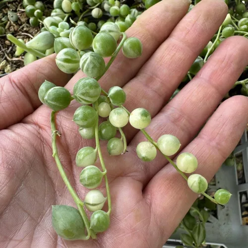 Miniatura 4 de Cadena de perlas planta viva en maceta de 4 pulgadas, suculentas raras en cestas colgantes, suculenta trepadora para casa u oficina