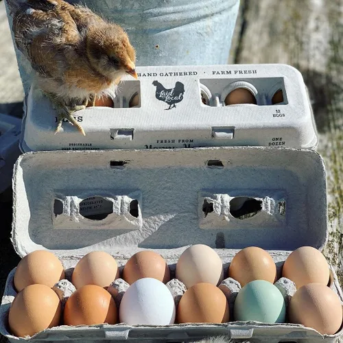 Miniatura 5 de 25 cajas de huevos, adorable diseño vintage impreso para huevos frescos de granja, cartón de papel reciclado, resistente y reutilizable, cartón