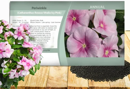 Outsidepride ICY - Semillas de bígaro rosa para plantar, 100 unidades, anuales, de floración rápida, tolerantes al calor y a la sequía con colores