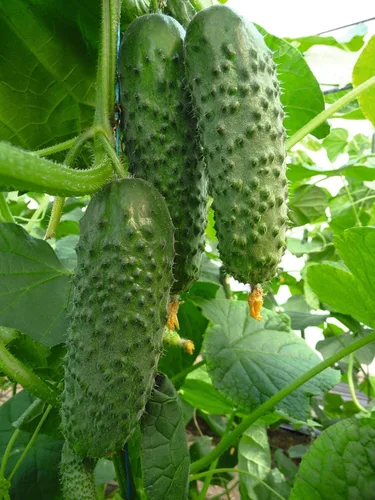 Miniatura 2 de Semillas raras de pepino Titus F1 Pickling Mid-Early Heirloom Vegetal para plantar 40 semillas sin OMG
