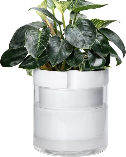 Miniatura 23 de Maceta Phoenix Vine de 6 Pulgadas con Riego Automático, Maceta de Arcilla Terracota con Reservario de Vidrio para Plantas de Interior, Hierbas