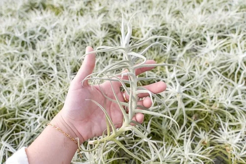 Miniatura 2 de Air Plant Shop Tillandsia Albida 'Minor' - Plantas suculentas vivas de casa Tillandsia - Decoración para el hogar y el jardín - Plantas