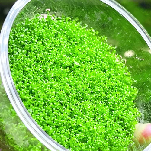Miniatura 2 de Hemianthus Callitrichoides Cultivo de tejidos US Farm Live Aquarium Plants Midground para decoración de peceras