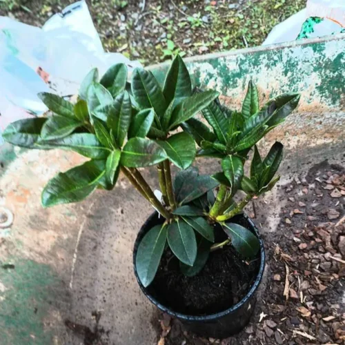 Plantas de rododendro amarillo de 1 a 2 pies vivas, arbustos de rododendro de azalea en maceta de 1 galón para plantar, planta lista para arbustos