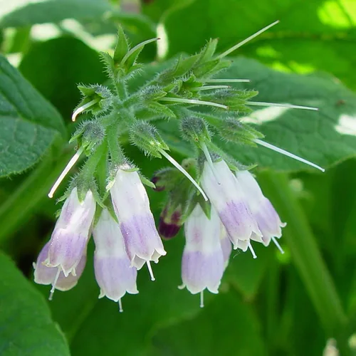 Miniatura 7 de Consuelda (Symphytum officinale) - Cultiva ahora o almacena para futuras plantaciones - Cápsula de 10 semillas