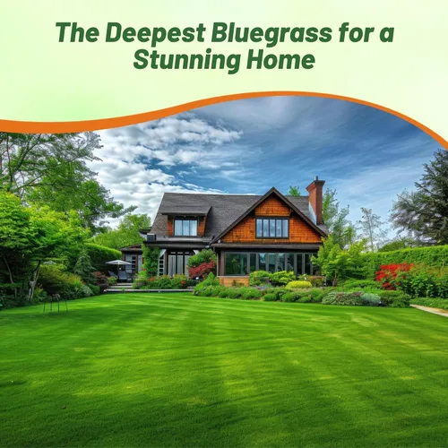 Miniatura 5 de Outsidepride Midnight Kentucky Bluegrass Seed - 10 libras. Semilla de pasto azul de Kentucky tolerante al frío y la sequía, semilla de césped amante