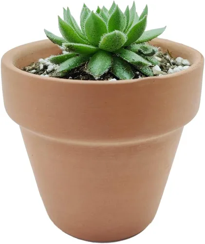 Miniatura 6 de Sempervivum Spring Beauty (2 pulgadas) - Planta suculenta saludable Sempervivum Live de fácil cuidado para interiores