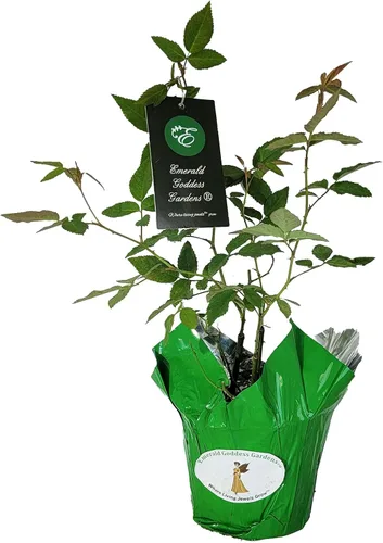 Miniatura 8 de Caldwell Pink Rose Bush - Raíz antigua reliquia propia - Rosa Hybrid - Planta viva - Flor doble perpetua fragante - Emerald Goddess Gardens