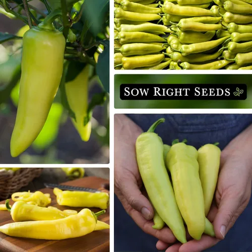 Miniatura 4 de Sow Right Seeds - Semilla de pimiento dulce de plátano para plantar - Paquete de reliquia sin OMG con instrucciones para plantar un huerto