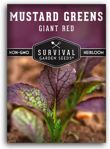 Semillas gigantes de color verde mostaza roja para plantar, hojas de borgoña picantes sin OMG para jardines de otoño y primavera, variedad culinaria