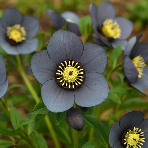 Miniatura 4 de Perennial Farm Marketplace Helleborus x Winter Jewels "Flor de Cerezo" (Rosa Cuaresmal) Perenne, 1 Quart, Flores Rojas