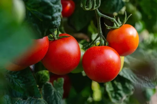 Miniatura 2 de Juego de 20 semillas de verduras favoritas de primera calidad para el año actual, ideal para jardinería 20 semillas de verduras de lujo