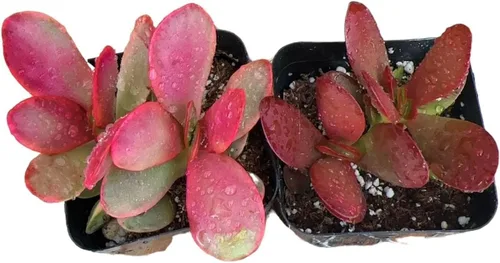 Miniatura 6 de Plantas de cactus suculentas vivas (juego de dos macetas de 2 pulgadas) (Crassula Estagnol Spiralis Starter)