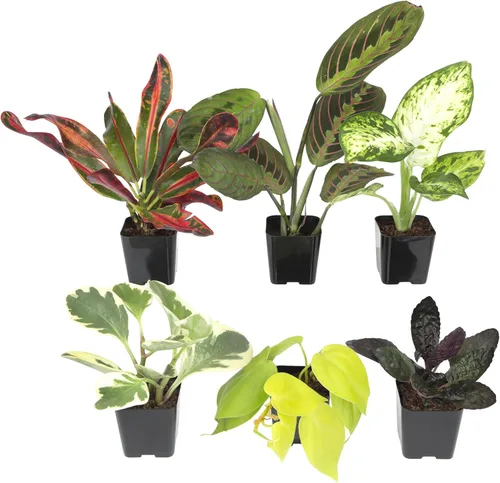 Plantas de interior vivas fáciles de cultivar (paquete de 6), colección de lujo de plantas de interior purificadoras de aire, peperomia, plantas