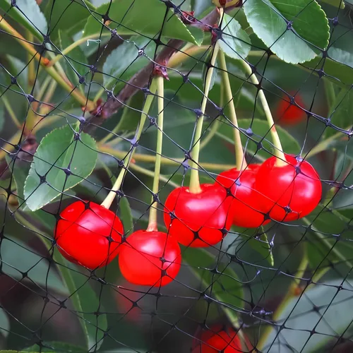 Miniatura 8 de Red de jardín de malla de 3/4 pulgadas para protección de plantas, malla de ciervos contra pájaros, ardillas, conejos, mapaches y más, protege