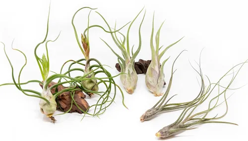 Paquete de plantas de aire Wild Ones, Tillandsia Caput Medusae, Butzii y Bulbosa Guatemala, plantas suculentas de interior para soportes,