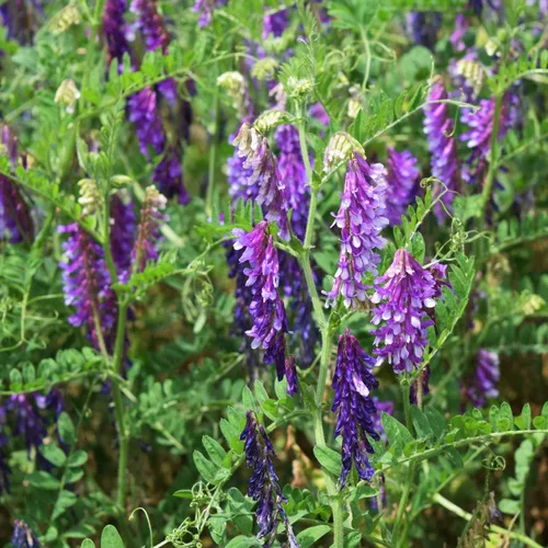 Miniatura 7 de Outsidepride Hairy Vetch Cover Crop Seeds – 1 oz tolerantes al frío, resistentes al invierno, ideales para mejorar el suelo, pastos verdes, heno