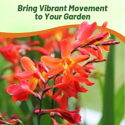 Miniatura 6 de Outsidepride Semillas de Crocosmia – 100 unidades. Semillas perennes, resistentes y fáciles de cultivar, semillas de flores para plantar flores