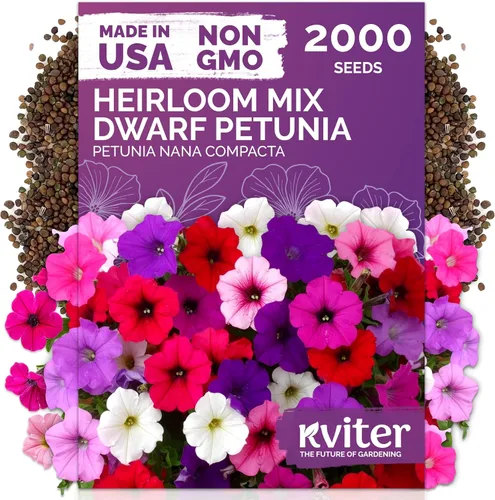 Miniatura 50 de KVITER 1600 semillas de pensamiento de los gigantes suizos para plantar (Viola wittrockiana) - Paquetes de semillas de colores mixtos Flores