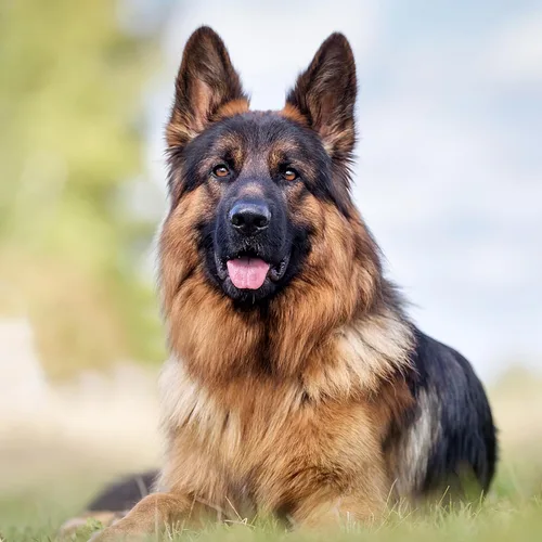 Miniatura 9 de SUPVOX 1 par de herramientas de soporte para orejas de perro: kit de publicación de orejas con cinta y calcomanías para Doberman Corgi y más - Ayuda