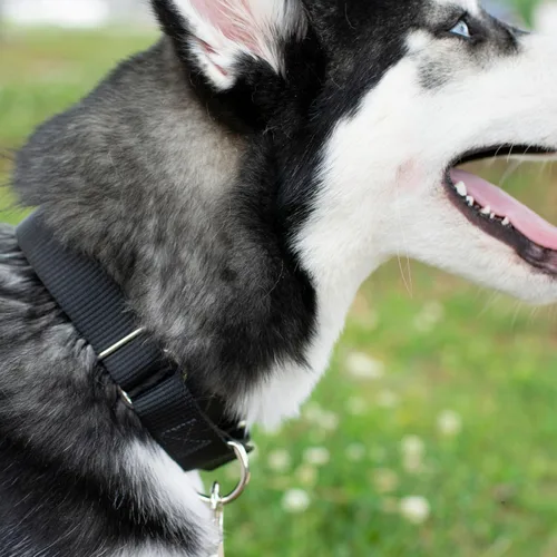 Miniatura 3 de Country Brook Petz - Collar Martingale para perro - Collar de entrenamiento resistente sin hebilla - Collar para perro de servicio para todas