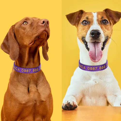 Miniatura 5 de Collar acolchado para perro, collar personalizado de neopreno suave para mascotas, nombre y número de teléfono bordado personalizado para mascotas