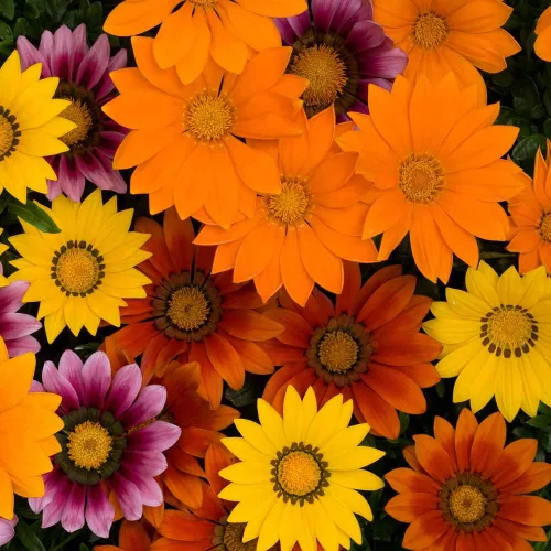 Miniatura 7 de Outsidepride New Day Bright - Semillas mixtas de Gazania para plantar, 50 piezas de semillas perennes, de bajo mantenimiento, tolerantes a la sequía