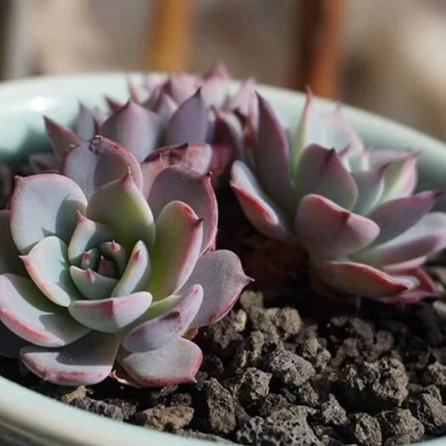 Miniatura 6 de TOYPOPOR Aditivo de suelo de roca de lava hortícola negra para cactus y plantas suculentas sin tintes ni productos químicos, 100% pura roca