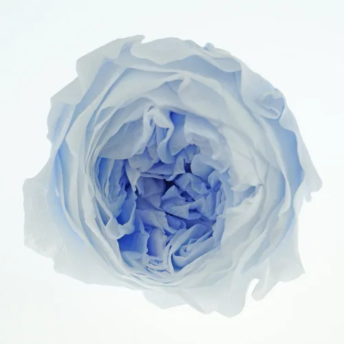 Miniatura 10 de Cabeza de flor fresca preservada de rosas Austin, 1.6-2 pulgadas cada una, 8 piezas