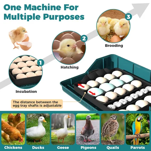 Miniatura 2 de Incubadora de 25 huevos, incubadoras para incubar huevos, con giro automático de huevos y control de humedad, vela de huevos, reposición automática
