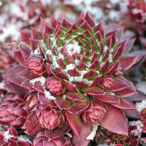 Miniatura 5 de Mountain Crest Gardens Sempervivum - Paquete variado de suculentas – 20 plantas de roseta vivas resistentes, sin repeticiones, enraizadas en macetas