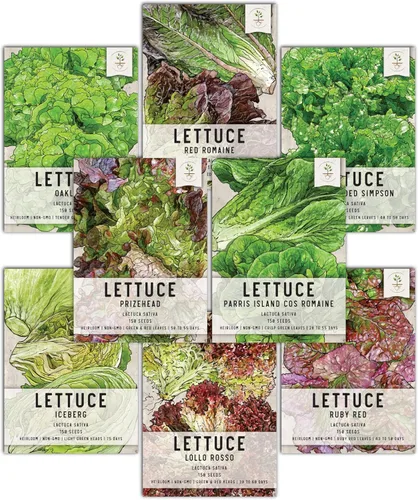 Miniatura 11 de Seed Needs, Colección de paquetes de semillas de rábano multicolor (6 variedades individuales de semillas de rábano para plantar) sin OMG y sin