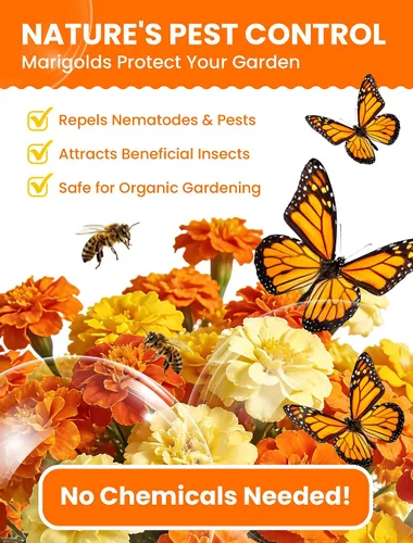 Miniatura 4 de Semillas de caléndula francesa – Heirloom Petite Tri-Color Mix – Flores vibrantes amarillas/naranjas – Más de 15000 semillas para plantar al aire