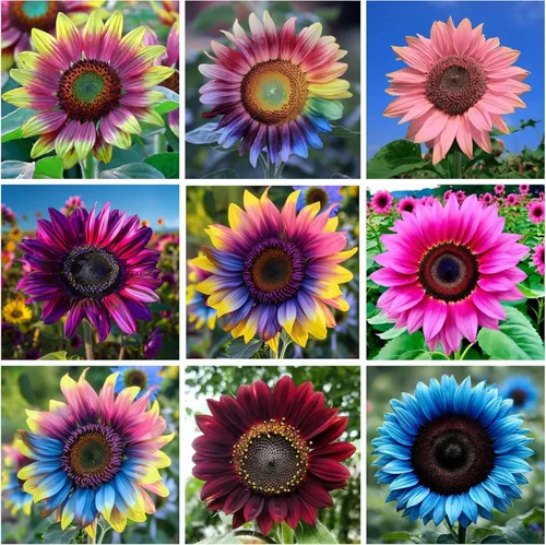 Más de 200 semillas de girasol gigantes para plantar, semillas de girasol mixtas sin OMG, flor perenne que atrae a los polinizadores