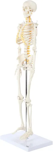 Miniatura 2 de Axis Scientific Mini modelo de esqueleto humano con soporte de metal, 31 pulgadas de alto con brazos y piernas extraíbles, fácil de montar, incluye