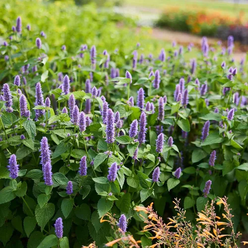 Miniatura 2 de Eden Brothers Semillas de hisopo - Giant Lavender Blue