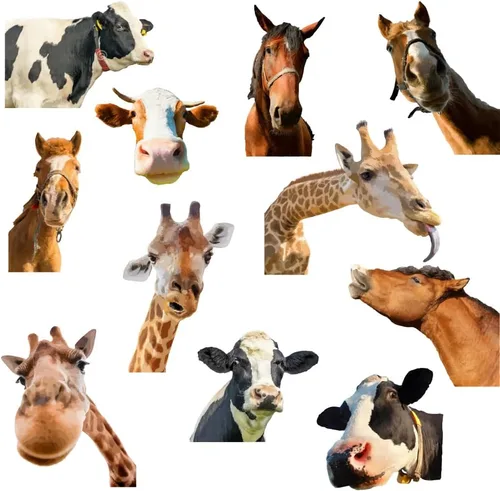 Miniatura 12 de SUPERDANT - Calcomanías de pared de animales de granja, 8 estilos, decoración de pared de animales de granja, pájaros, ovejas, pollos, calcomanías