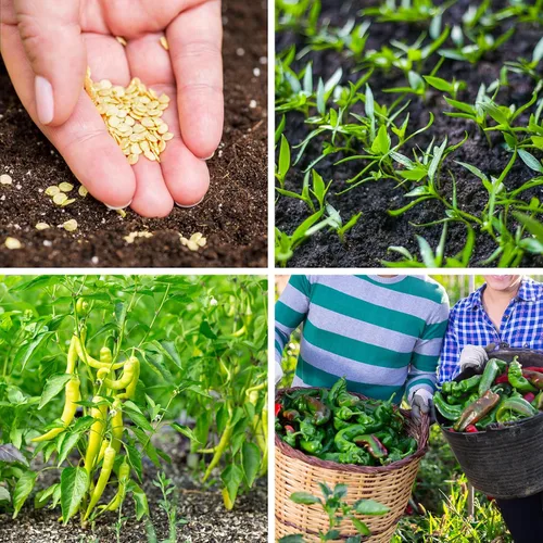 Miniatura 9 de Más de 600 semillas de pimiento, semillas de vegetales autóctonas para plantar interior y exterior, kit de jardín con 10 variedades de semillas