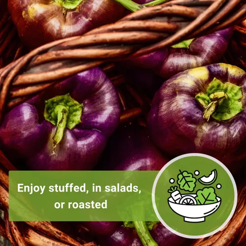 Miniatura 5 de Sow Right Seeds - Semillas de pimiento Purple Beauty para plantar - Paquete de reliquia sin OMG con instrucciones para plantar y cultivar un huerto