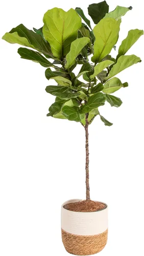 Miniatura 15 de Costa Farms Árbol de higuera de hoja de violín, Ficus Lyrata vivo de 3 a 4 pies, purificador de aire, grande, fácil de mantener, planta de piso