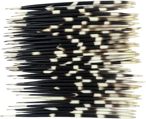 Miniatura 8 de Heyiwell 10 plumas de puercoespín blanco real de aproximadamente 4 pulgadas de largo